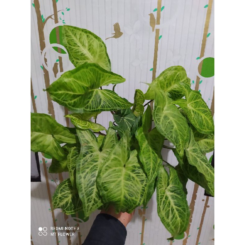 Tanaman Hias Syngonium Batik Original