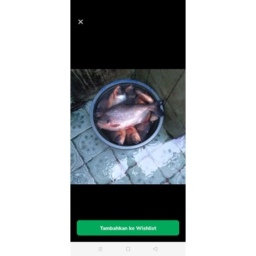 Essen Oplosan GREEN MASCOT