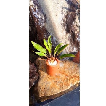 Cryptocorine Tanaman Tanaman aquascape Tanaan air hiasan aquarium ful air | Hiasan Aquarium