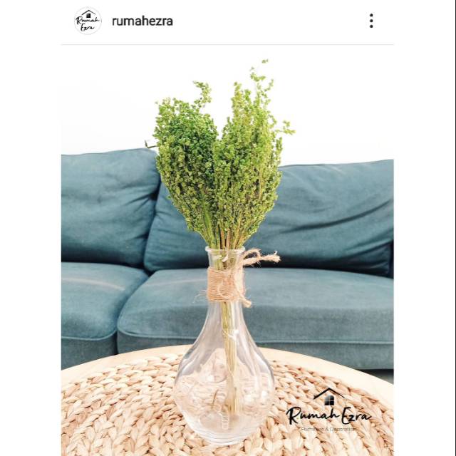 

Bunga Kering Hijau MURAH MERIAH