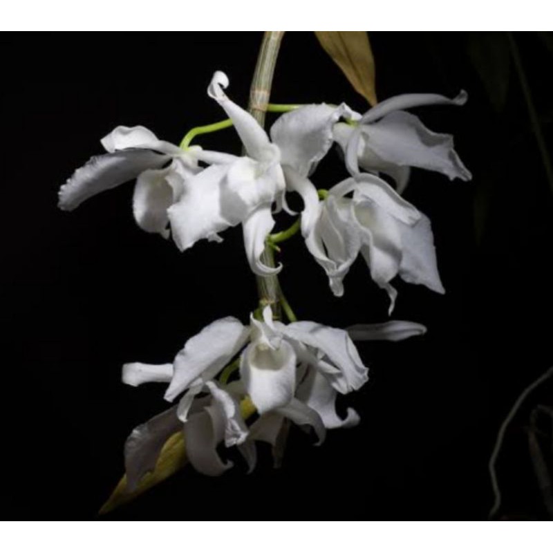 Dendrobium anosmum Gigantea Var Alba