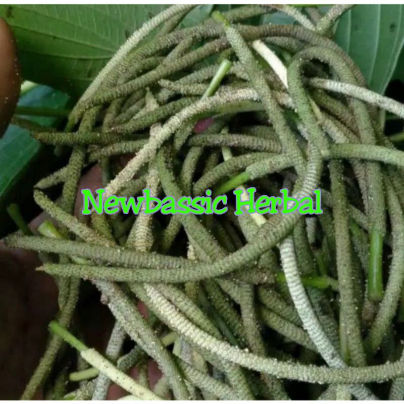 

buah sirih hutan alami herbal 100g