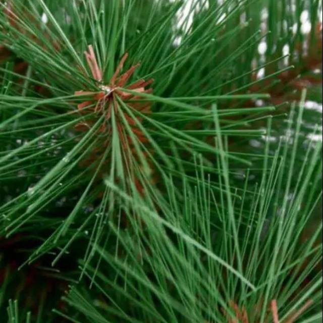 

daun pinus fresh 500gr