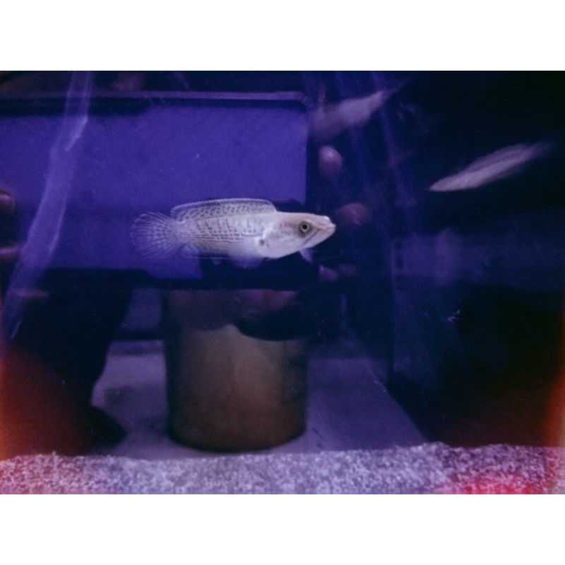 Stewarti Arunachal 4-6 cm