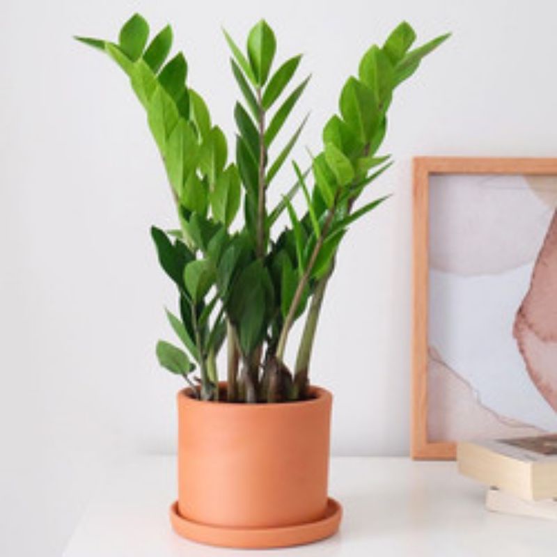 Tanaman hias zamia culcas