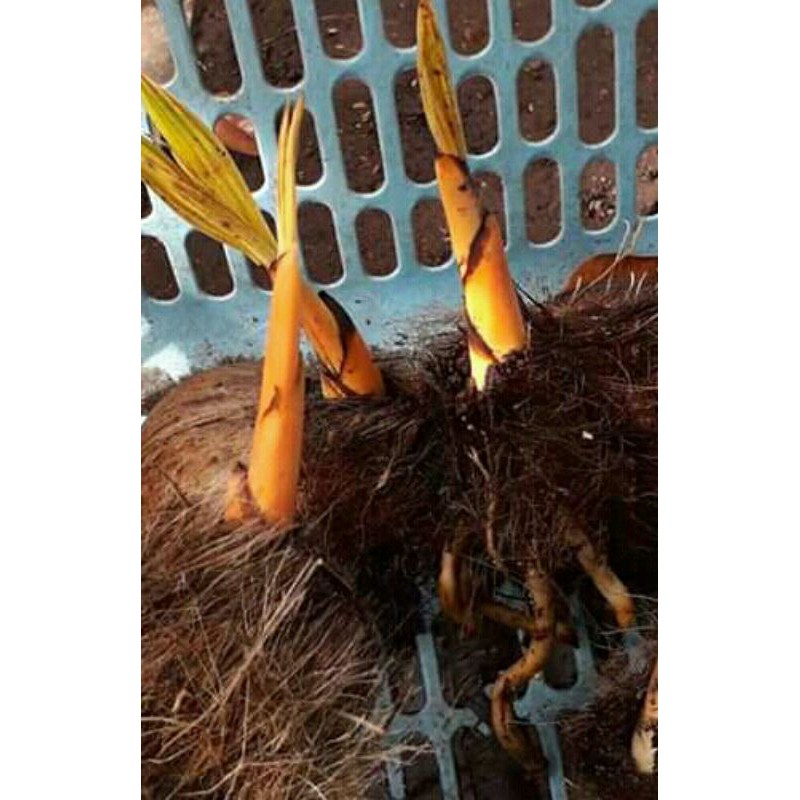 Bonsai kelapa Bahan bonsai kelapa gading orange