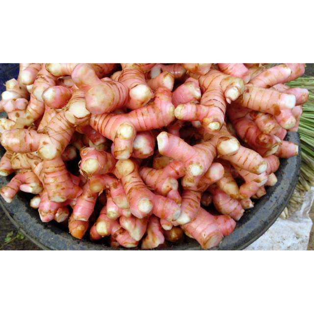 

TERMURAH Lengkuas/ Laos/ 500gr Bayar Di Tempat (COD)