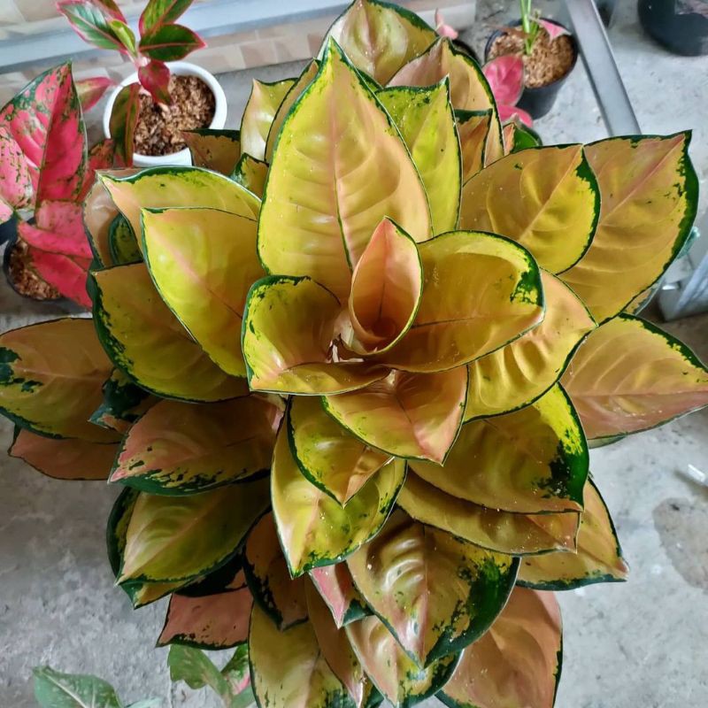 Bonggol Bunga Aglonema Sultan Brunei