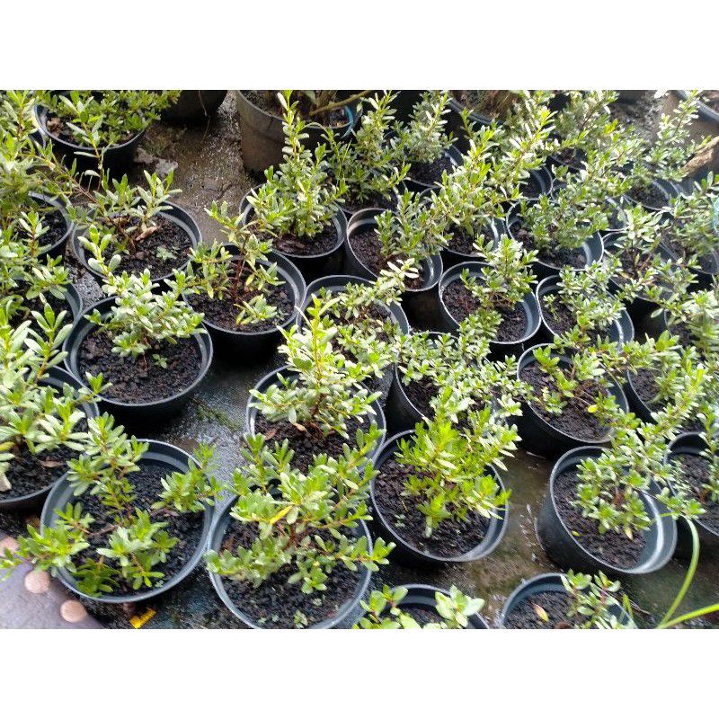 SANTIGI MAWAR SUPER 50k