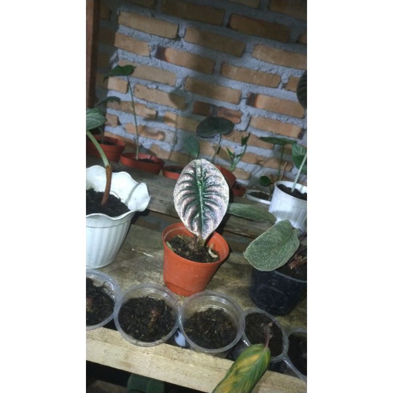 alocasia cuprea