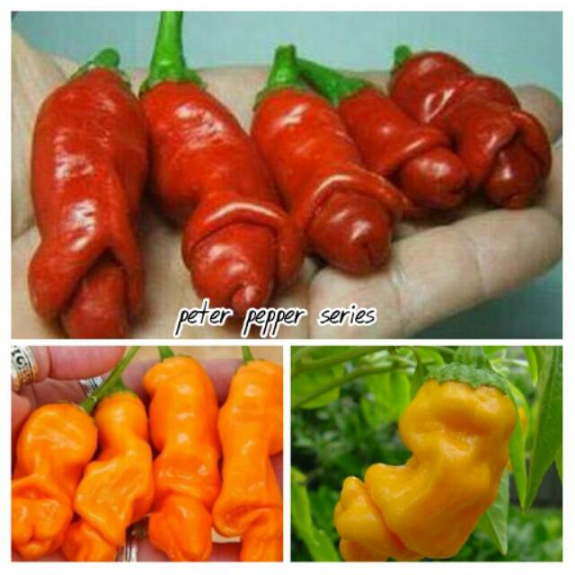 Paket Cabe Hias Unik Red Peter, Orange Peter, Yellow Peter