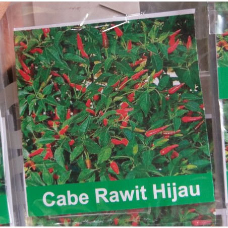 benih cabe rawit hijau / benih cabe rawit hijau KECIL