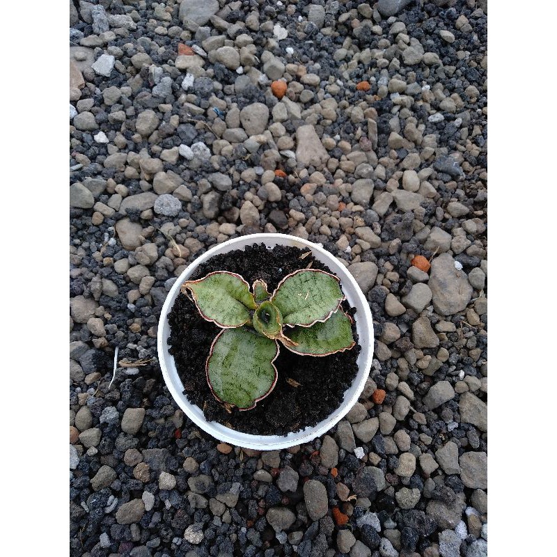 Sansevieria Silver Blue