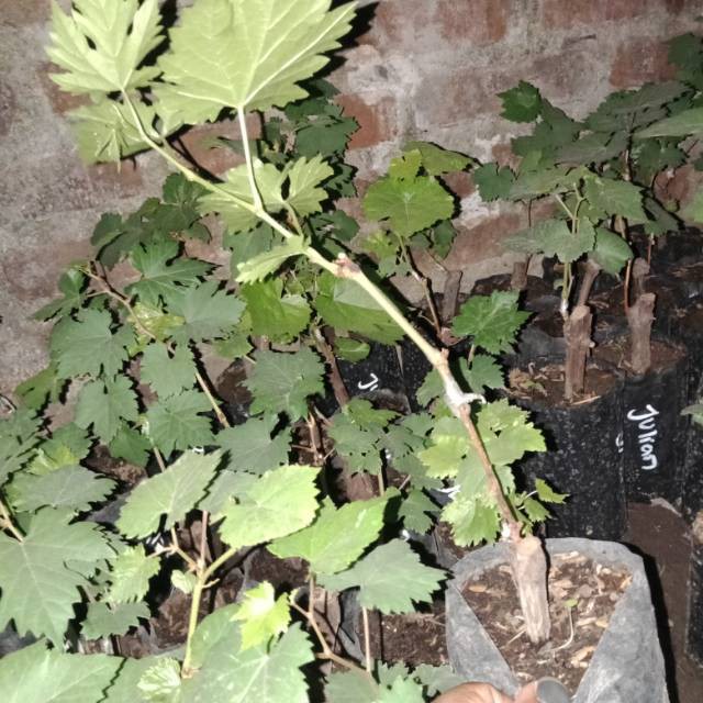 

Anggur import rizamat