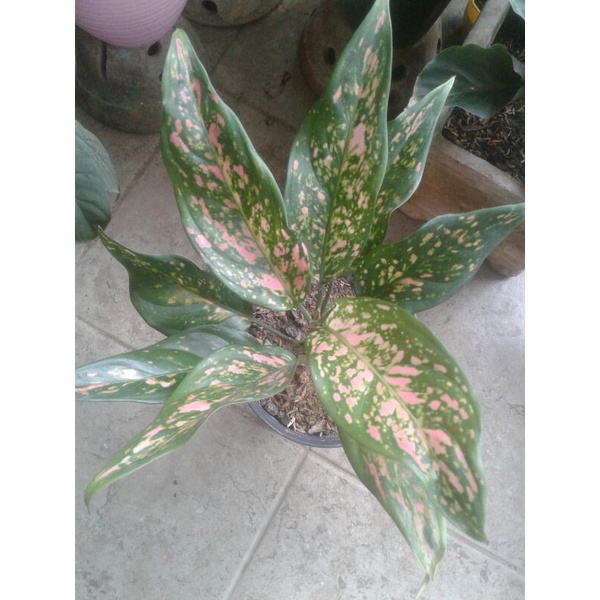 aglonema rubi venus garuda