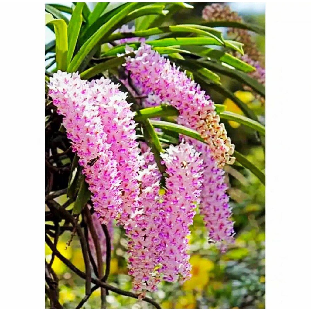 Bunga Anggrek Ekor Tupai Dewasa Siap Berbunga