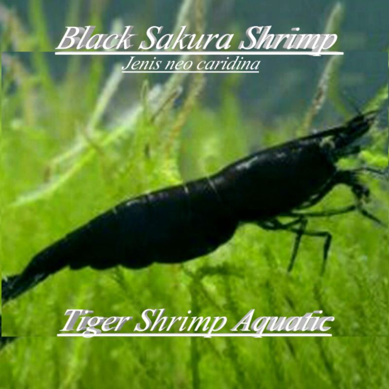 Udang Hias Black Sakura Hiasan Aquascape