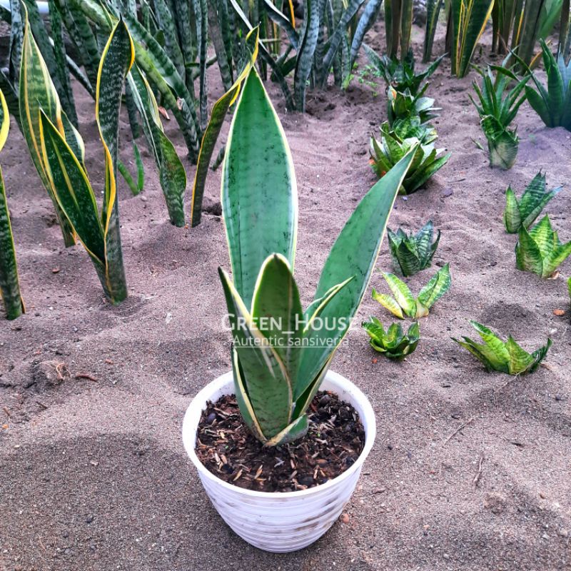 Indukan sansivera silver mini - sansivera silver