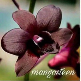 ANGGREK DENDRO MANGOSTEEN PRA REMAJA