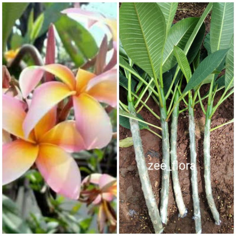 pohon kamboja bali bunga pink / stek batang kamboja bali bunga pink