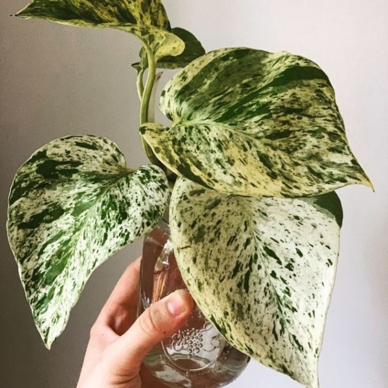 Tanaman Hias Epipremnum Aerum Marble Queen Variegata