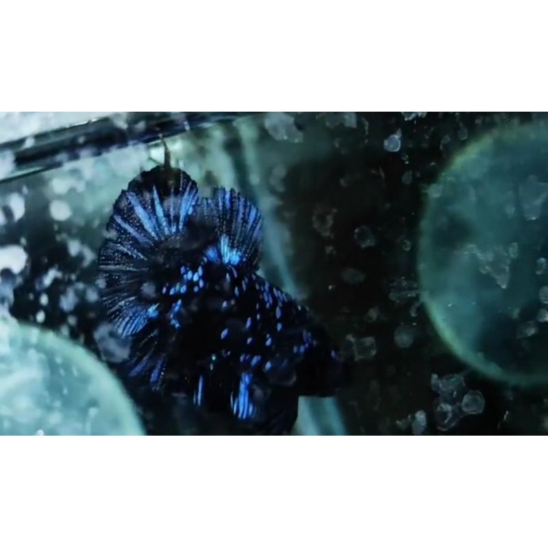 cupang avatar bahan avatar gordon X avatar vampir (real Pic)