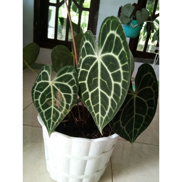Anthurium Clarinervium Baby / Bibit Kuping Gajah Tarantula / Kuping Gajah Pagoda