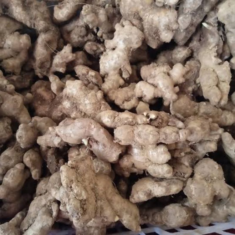 

jahe emprit 500gr