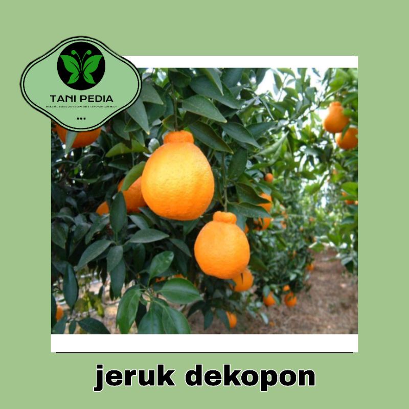 bibit jeruk dekopon okulasi