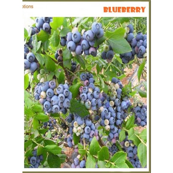

biji/benih_buah blueberry /10biji