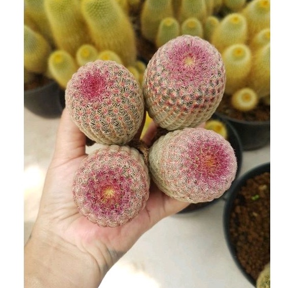 Kaktus Rainbow size Medium dari biji