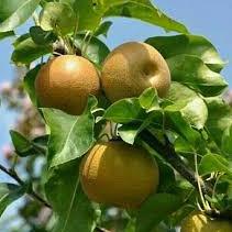 Jaman Now.. Bibit Buah Pir (Pear)Bibit Buah Pear Unggul Sudah Berbunga/Bibit Okulasi 84