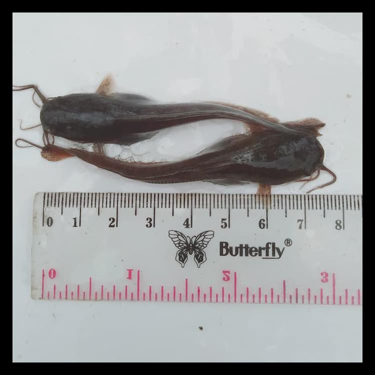 BIBIT IKAN LELE SANGKURIANG UKURAN 6-7CM KODE 690