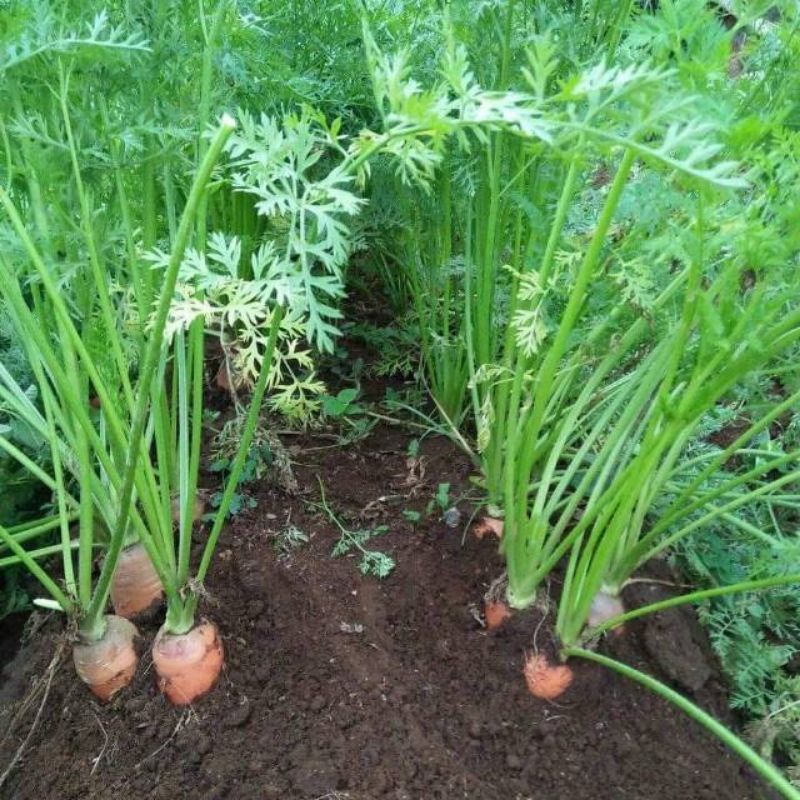 Bibit Wortel Kuroda EW Cap Panah Merah - Benih Sayur