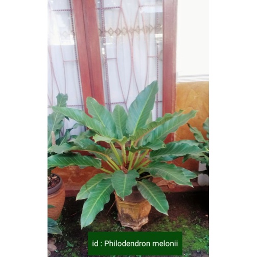 Philodendron melonii