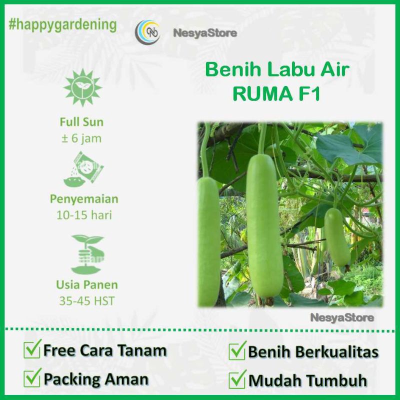 2 Benih Biji Labu Air Ruma Panah Merah
