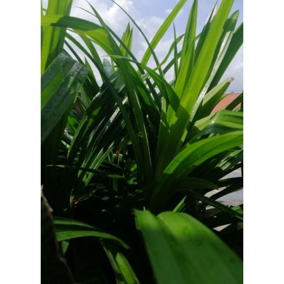 

Daun Pandan Wangi Fress Untuk Pewarna Makanan Yg Alami