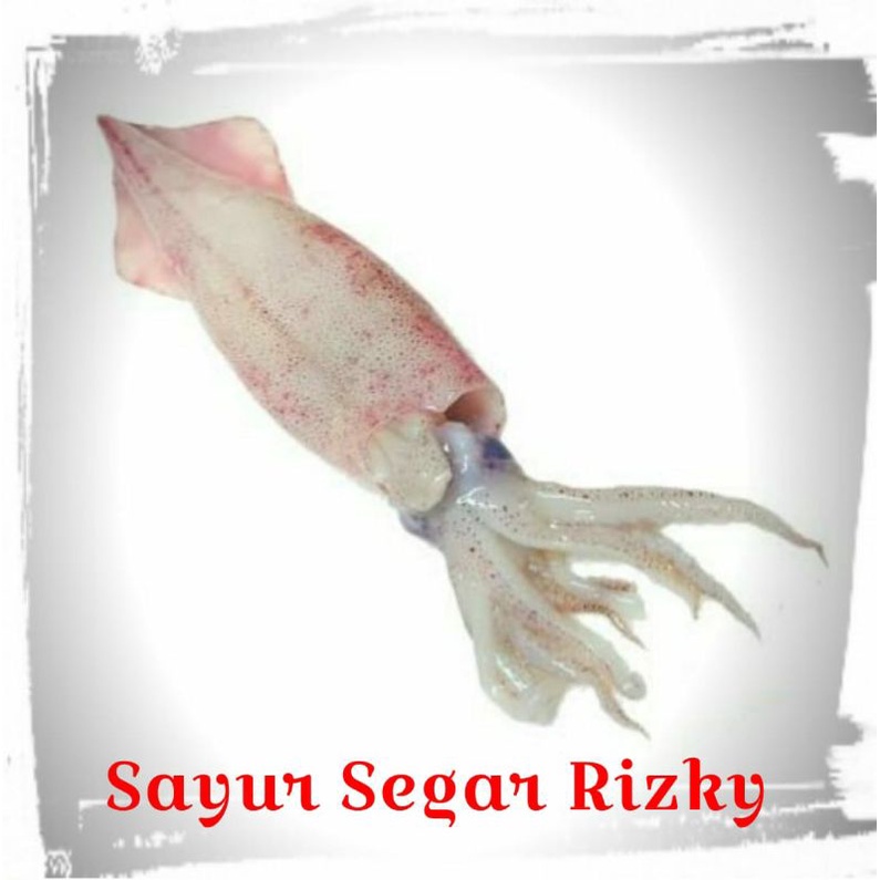 

Cumi Segar 500gr {HARAP TANYA STOK)