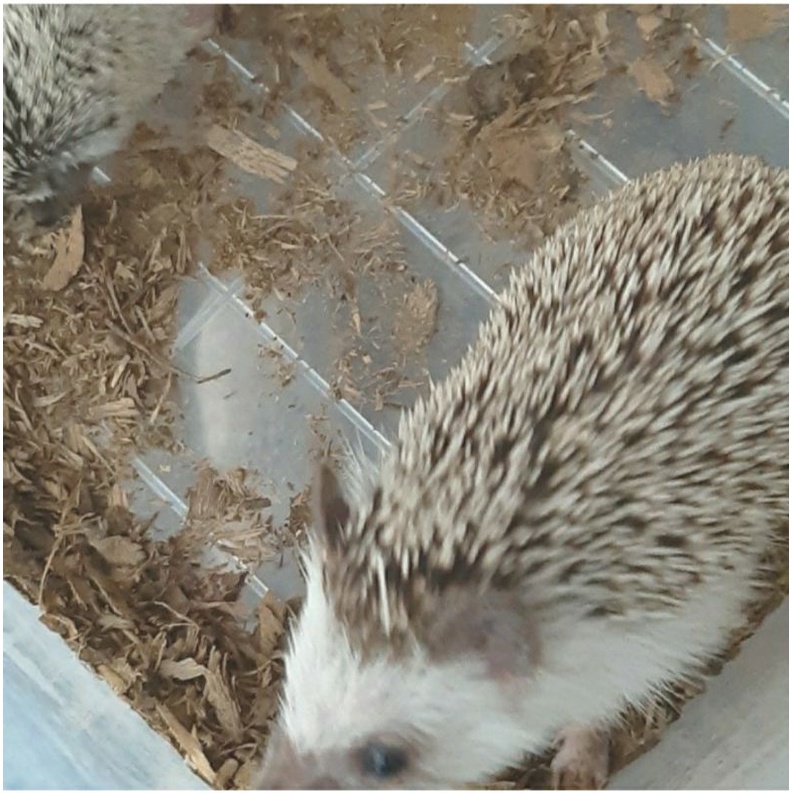 Landak Mini SaltPepper usia 2-4 bulan