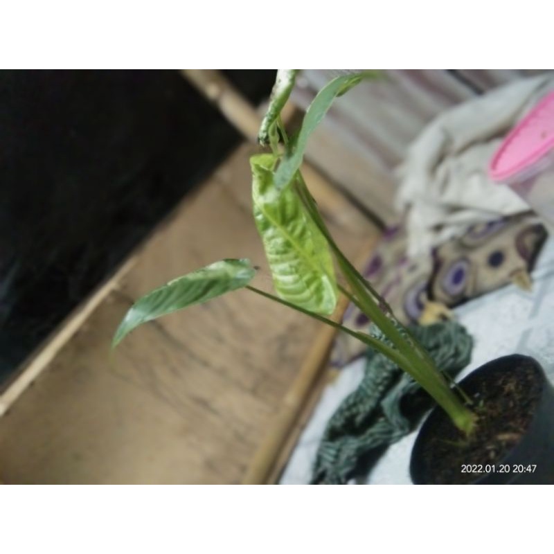 tanaman hias homalomena sp varigata/schismattoglotis varigata