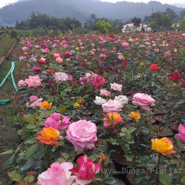 Bunga Mawar - Tanaman Bunga Mawar Berbunga