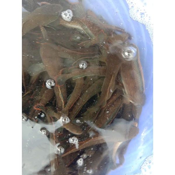 

chana-limbata-ikan-hias-size1012cm