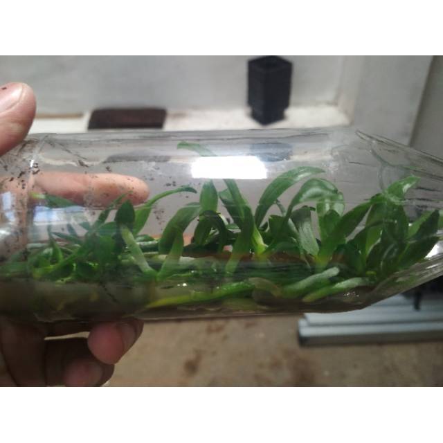 Benih bibit anggrek bulan phalaenopsis taiwan hybrid botol warna koleksi botolan