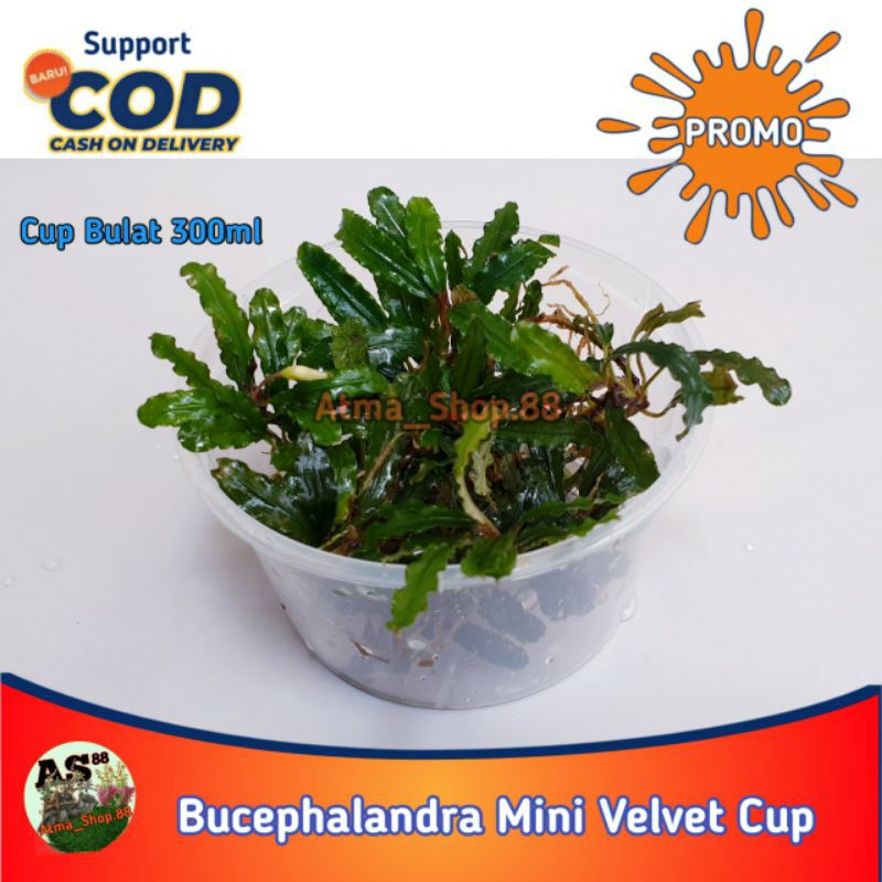 Bucephalandra untuk Bonsai Aquascape Mini Velvet Green Cup 300ml Promo Murah