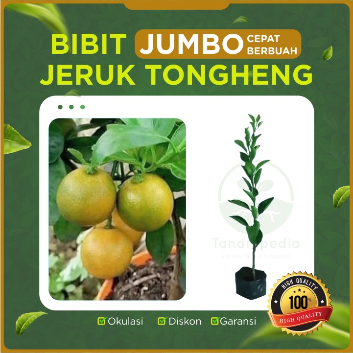 Jual [bibit Jumbo] Bibit Jeruk Tongheng Pohon Jeruk Tongheng