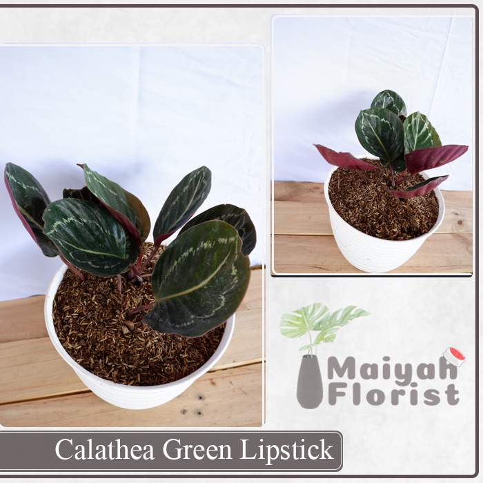 Calathea Green Lipstick - Tanaman Daun