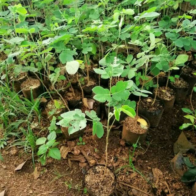 Bibit pohon trembesi - pohon kaya trembesi - tanaman terem besi