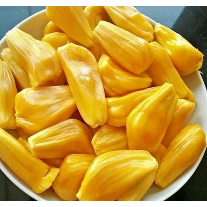 Bibit Nangka Okulasi