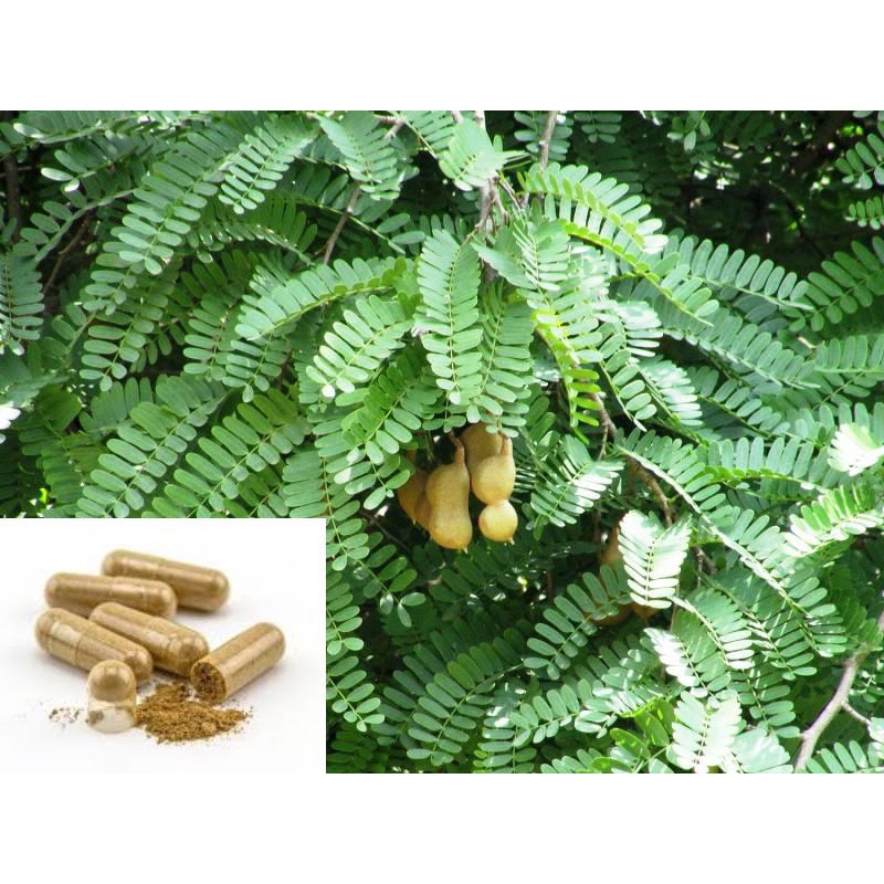 Kapsul Daun Asam Jawa Murni Shopee Indonesia