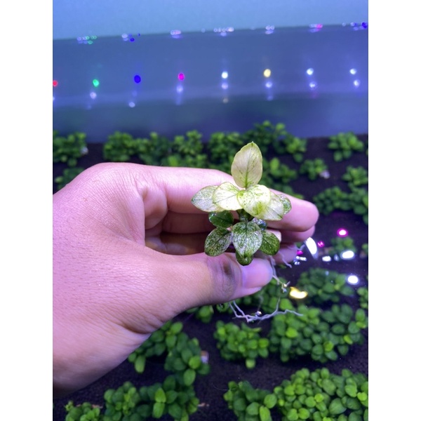 Anubias Pinto
